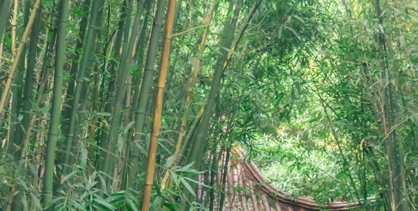 绿意满校园！夏日里的校园植物图鉴